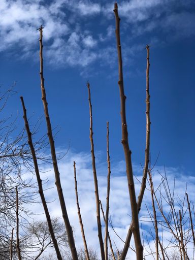 A vertical shot of bare tree branches under a beautiful cloudy sky