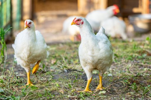 Several white chickens walking on a lush green grassy field