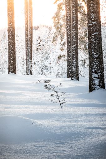 A vertical shot of a snow-covered forest with a single bush