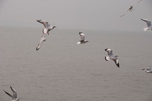 A natural scene of seagull flying and gliding over water