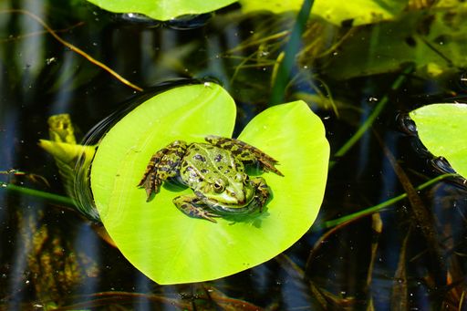 A small frog on top of a green leaf in a pond