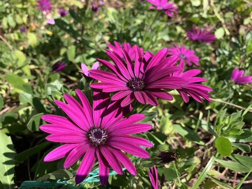 A high angle closeup shot of blooming pink African daisies in greenery