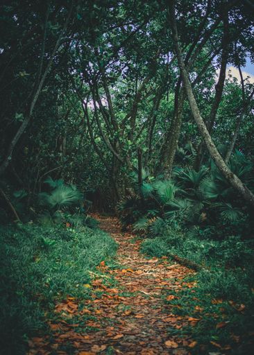 A vertical shot of a walking trail through a bright green forest