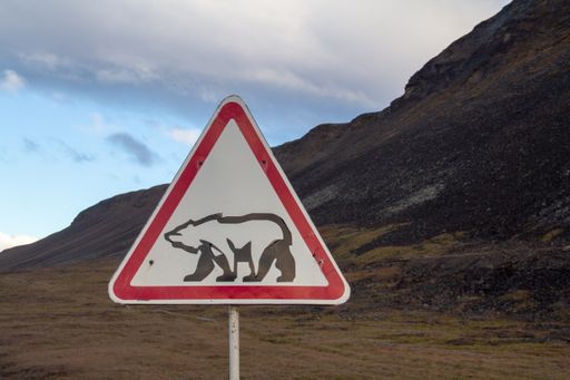 A shot of a bear sign in the mountains