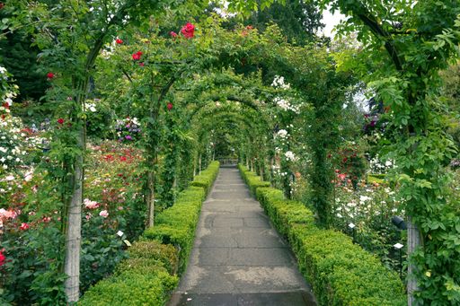 Roses and other flowers blooming along a garden path