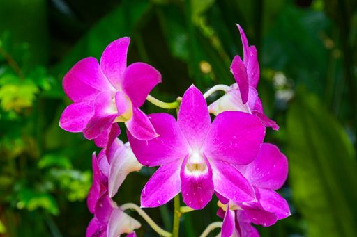 A shot of the beautiful purple orchids flower dripping in crystal clear raindrops