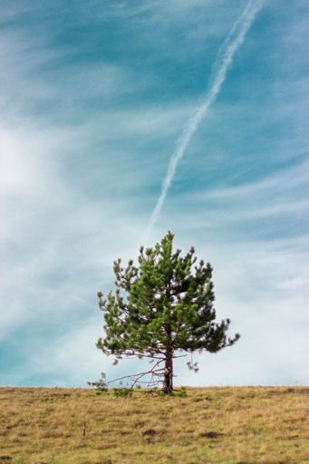 A vertical shot of a green tree on a meadow against a blue cloudy sky