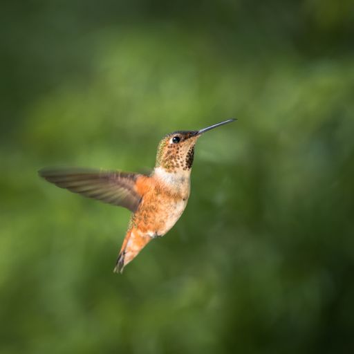 A closeup shot of a flying brown hummingbird in a park