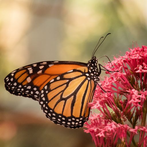 A closeup shot of a beautiful monarch butterfly on a pink flower