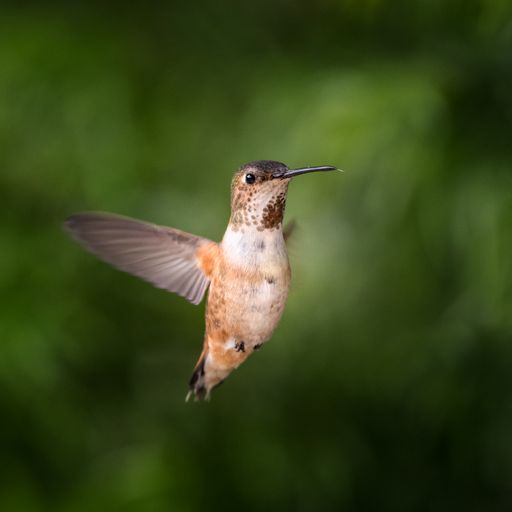 A closeup shot of a flying brown hummingbird in a park