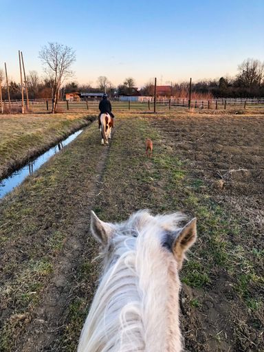 A vertical shot of the back of a white horse's head and another one with it's owner on it, walking through a farm