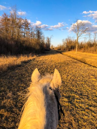 A vertical shot of a white horse's head, walking through a forest, on a sunny day