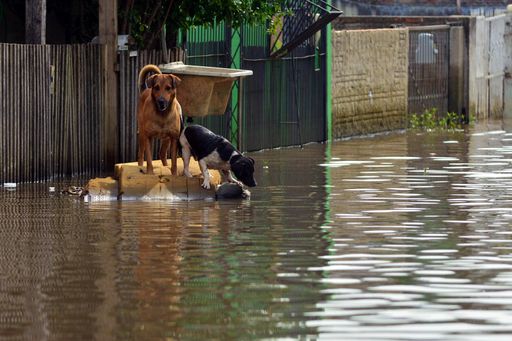 A selective of two dogs isolated in flood