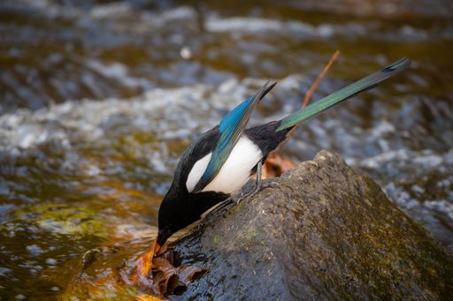A beautiful shot of a Magpie drinking from the River Dodder