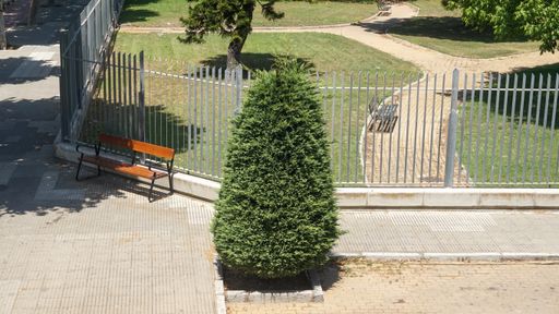 A beautiful thuya tree in a park near a wooden bench