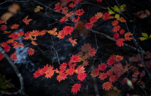 A selective focus shot of fallen red leaves in the water with reflections