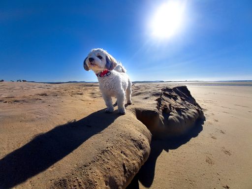A low angle shot of a cute white Maltese dog standing in the desert under the bright sun
