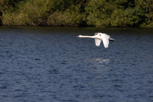 A photo of a swan flying over a lake