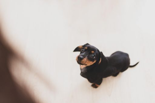 A selective focus shot of a Dachshund dog sitting on a grey couch