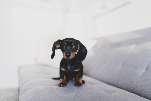 A selective focus shot of a Dachshund dog sitting on a grey couch