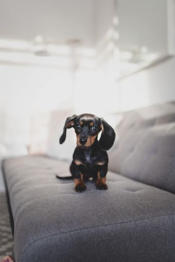 A vertical selective focus shot of a Dachshund dog sitting on a grey couch