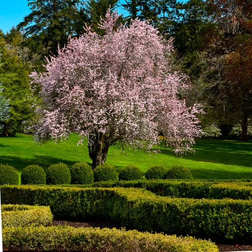 Ornamental Japanese Cherry tree with pink blossoms in a park with low trimmed hedges.
