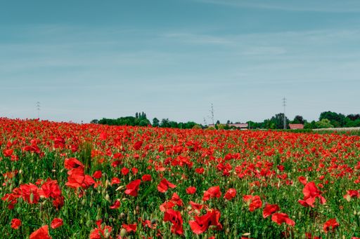 A beautiful field with red poppies in the countryside