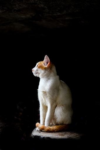 A vertical shot of a white cat isolated on a black background