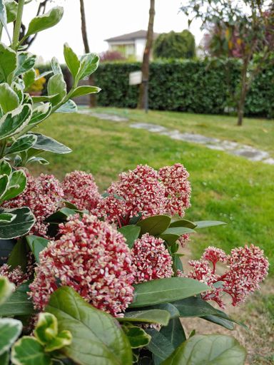 A selective focus shot of skimmia in a house lawn with a blurred background