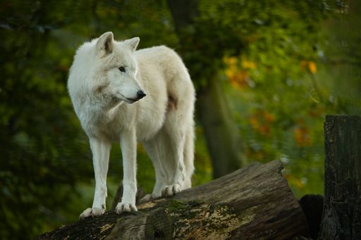 A closeup shot of a beautiful white wolf standing on a cut tree in the forest