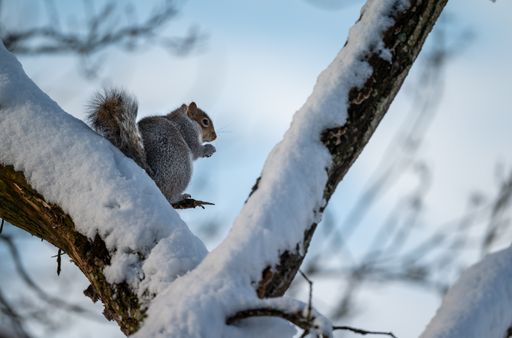 A close-up shot of a grey squirrel on a branch in the snow