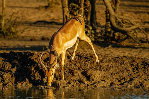 A beautiful deer drinking water from a lake near the trees captured on a sunny day