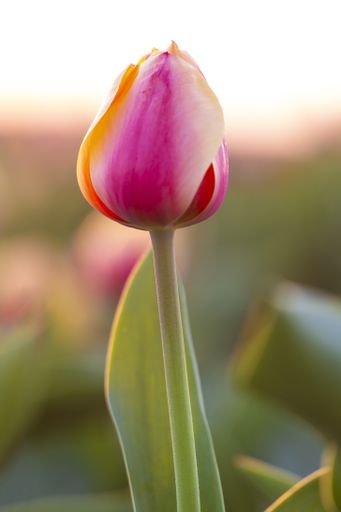 A vertical shot of a pink tulip flower in a field with a blurred background