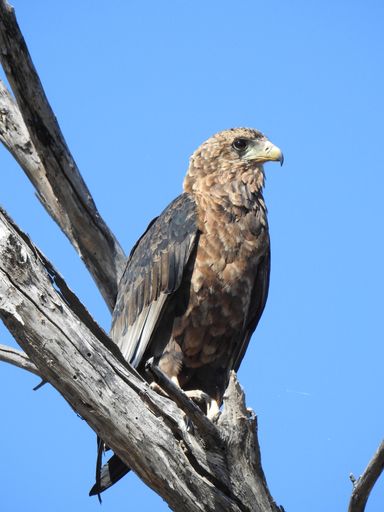 A vertical low angle shot of an eagle sitting on a branch under a blue sky