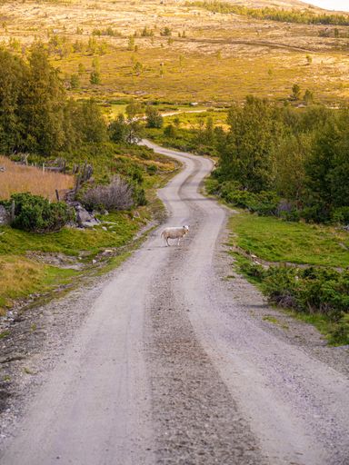 A vertical shot of a cow standing at the middle of a dirt road with a mountain in the background