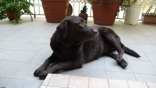 A closeup of a dark brown labrador retriever laying on the floor in a house
