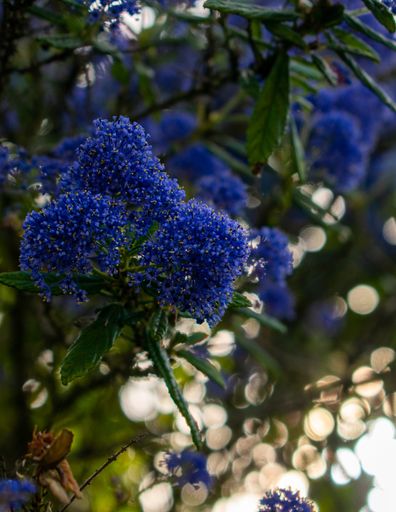 A vertical shot of a blue California Lilac flower with a blurred background