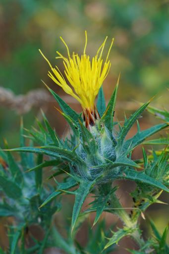 Closeup on the yellow flower of the spiny Mediterranean woolly distaff thistle, Carthamus lanatus an invasive plant to California , USA