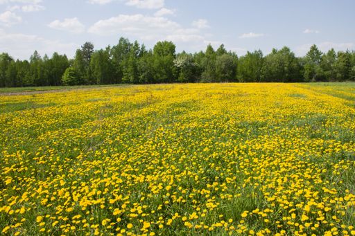 A beautiful shot of dandelion flower field in the daytime.