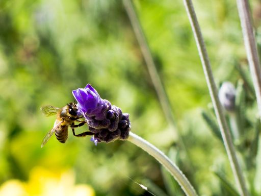 A selective focus shot of a bee sitting on a purple bud of a flower in a garden during the daytime