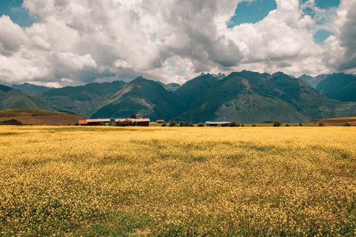 A landscape of a yellow flower field and forest mountains under cloudy sky