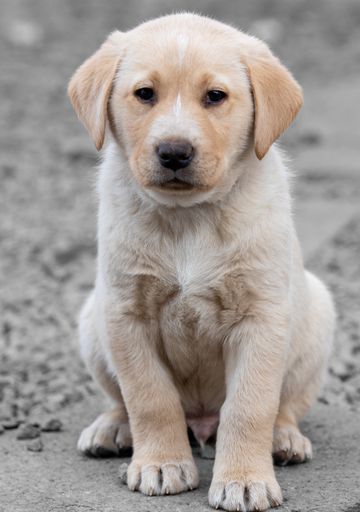 A closeup of a Labrador puppy on a stone ground