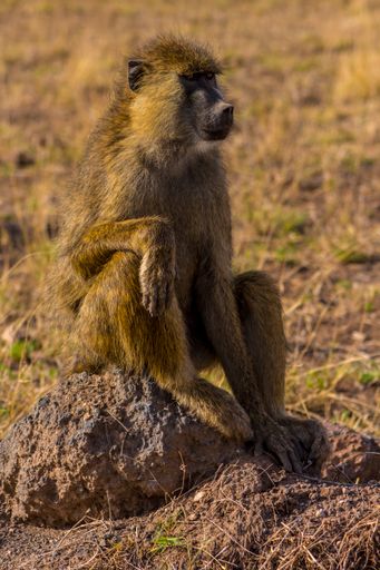 An adult bear baboon sitting on a rock under a sunny day