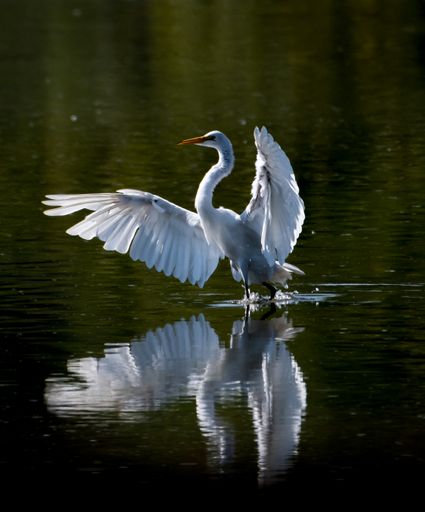 A graceful Great White Egret with spread wings in a lake with its reflection on the water