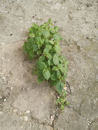 A top view shot of a young bush plant