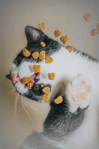 A vertical shot under the glass surface of a cute cat eating food.