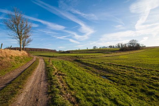 A beautiful view of a road and a tree in a green field under the blue sky