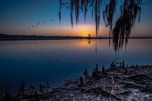 A beautiful view of Lake Harney at dawn, with a flock of geese reflecting on lake in Geneva, Florida