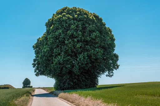 A horizontal shot of a giant green tree in a field next to a narrow road during daylight