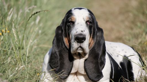 A horizontal shot of a basset hound sitting in a green field during daylight